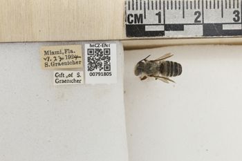 Media type: image;   Entomology 791805 Aspect: Labels